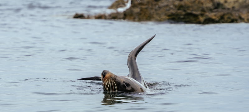 An Australian sea lion spotted while kayaking near Rockingham