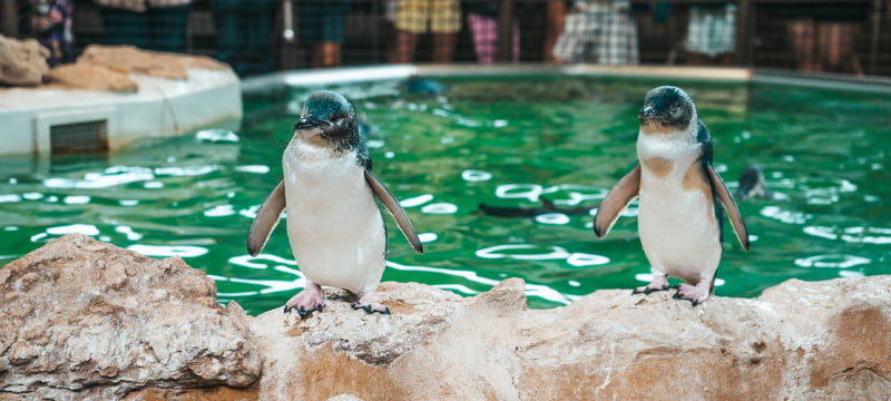 A little penguin on Penguin Island near Rockingham