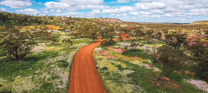 Fields of pink, white and yellow everlastings at Coalseam Conservation Park.