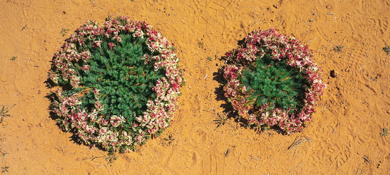 Wreath Wildflowers closeup