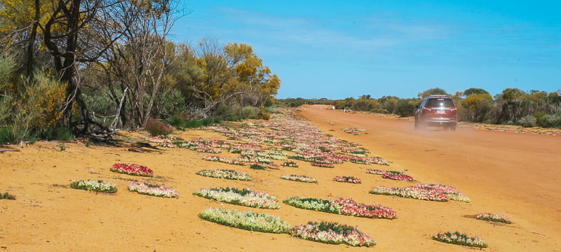 Pindar-Berringarra Road