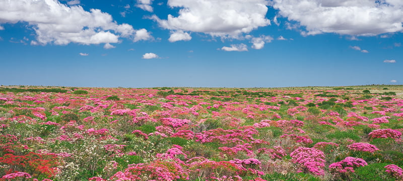 The wildflowers in Kalbarri National Park