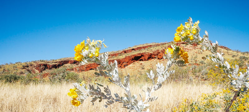 Yellow wildflowers at Karijini National Park