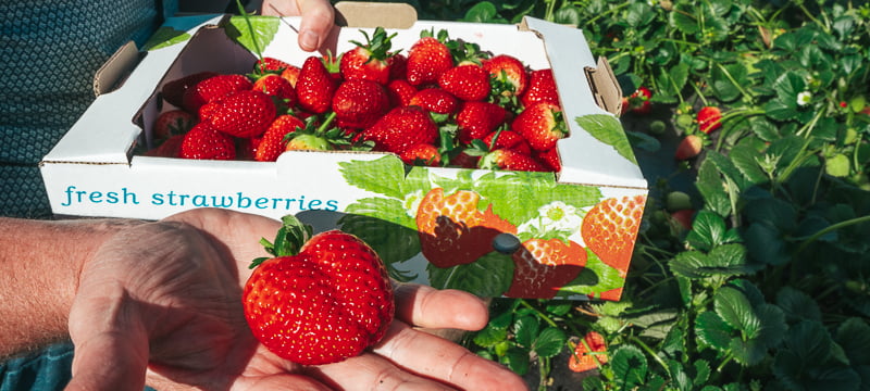 Strawberry picking in Perth