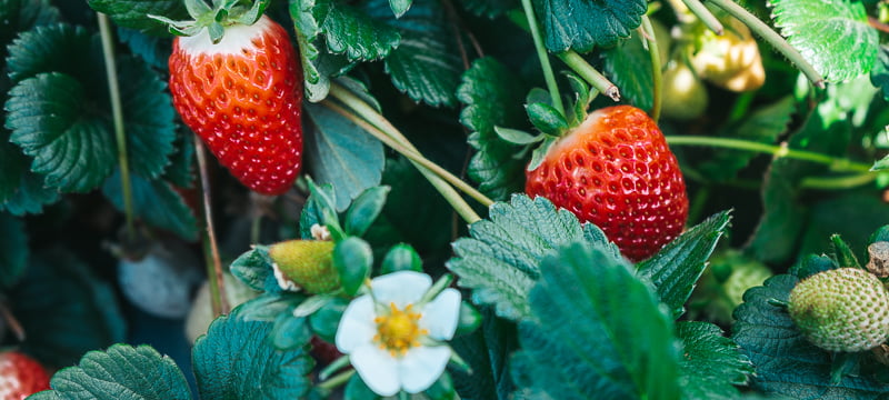 H & N Strawberries