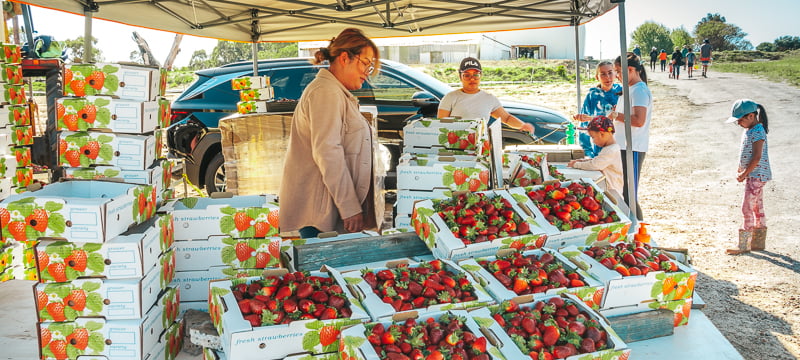 Kien's Strawberry Farm