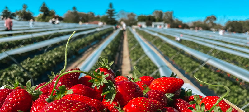 My Strawberry Farm