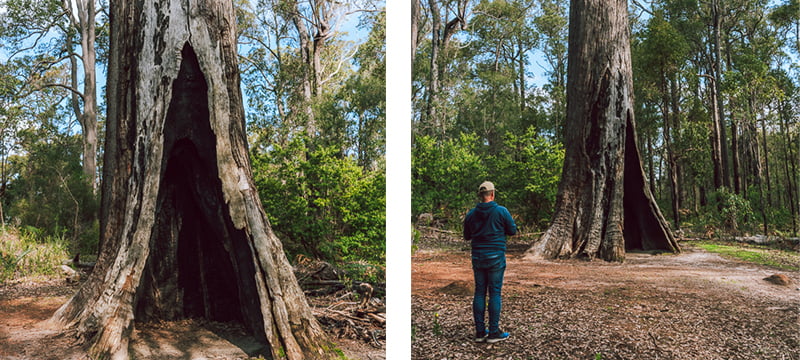 The King Jarrah tree in Wellington National Park.