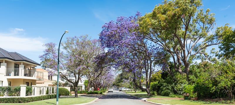 Jacaranda-lined streets in Applecross, one of Perth's best spots for spring blooms.