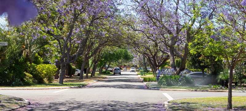 Jacaranda trees in full bloom in Perth.