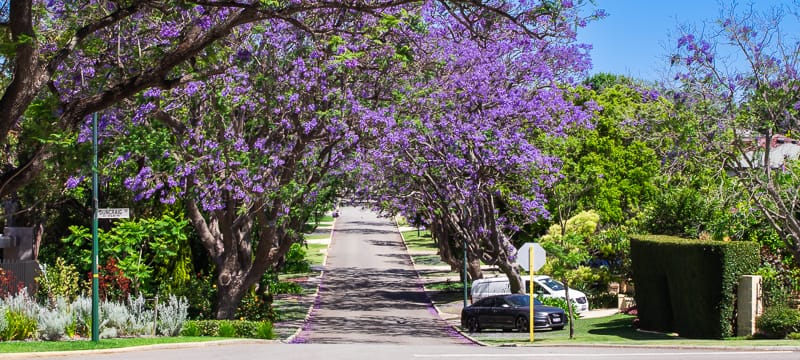 A jacaranda canopy over an Applecross street.