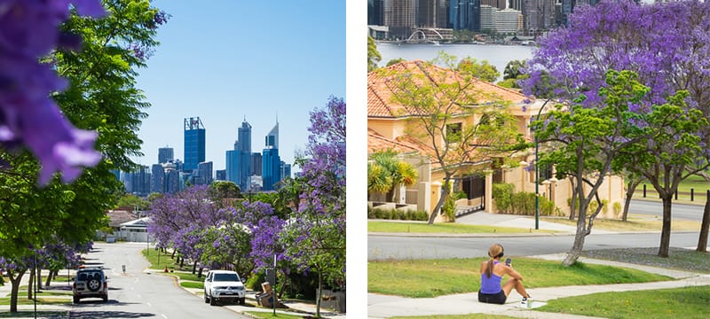 Jacaranda trees blooming in South Perth.