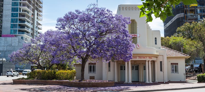 Purple jacaranda flowers blooming over a Perth street.