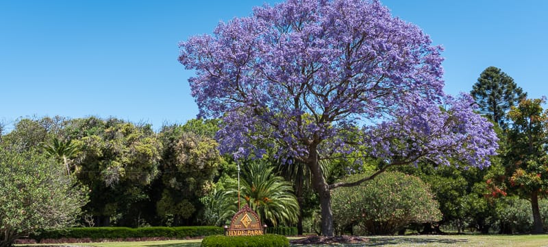 Beautiful flowering jacaranda in Hyde Park in North Perth