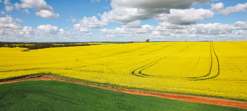 Golden canola fields in bloom in the Avon Valley.