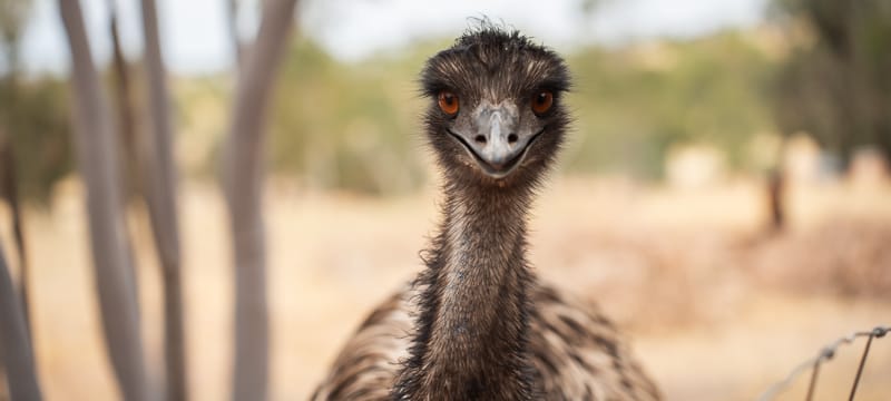 The Free Range Emu Farm near Toodyay.