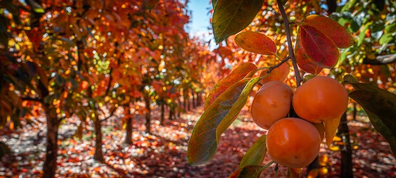Raeburn Orchard