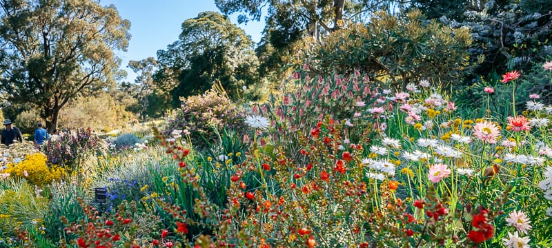 See wildflowers at the Everlasting Kings Park Festival