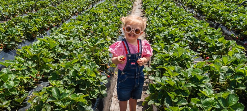 Minh Tran's Strawberry Farm