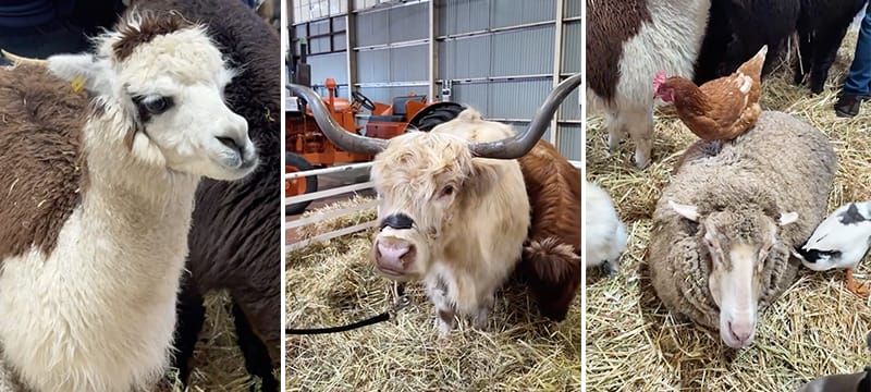 Farmyard animals at the 2025 Perth Royal Show
