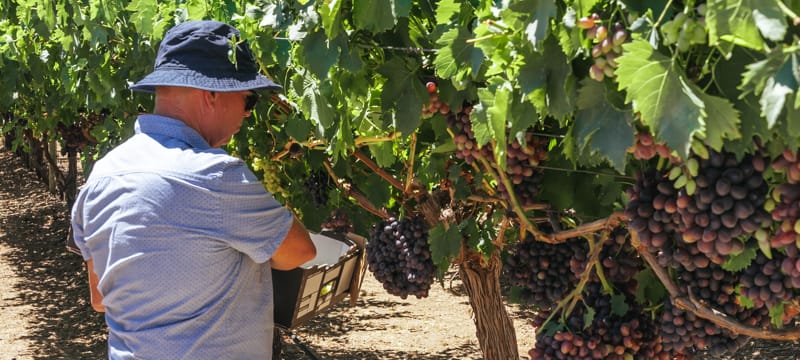 Rows of grape vines at a pick-your-own farm in the Swan Valley.