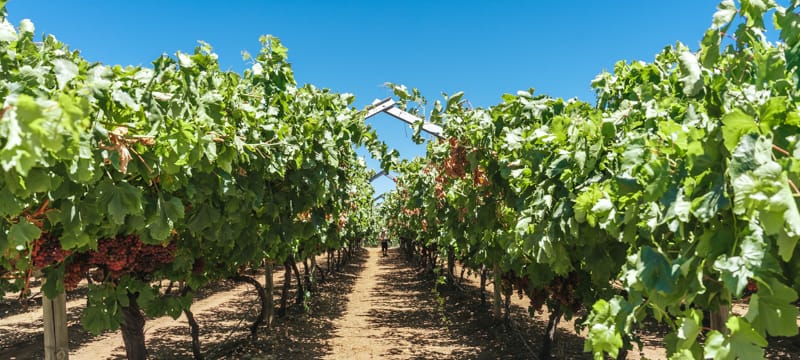 Grapes on Swan