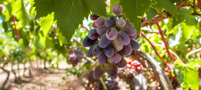 Swan Street Vineyard