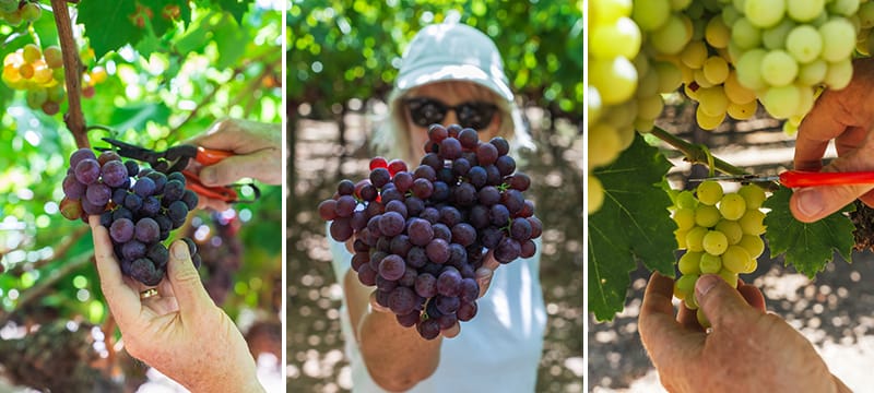 Padbury Pickings