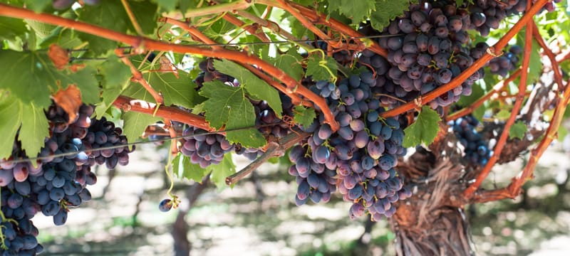 Kafarela's Vineyard