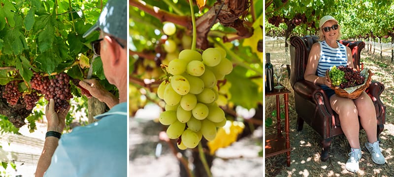 Swan Valley Fresh Fruit